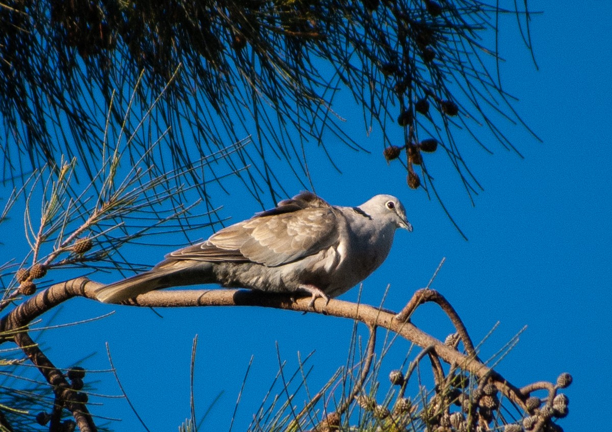 Eurasian Collared-Dove - ML516487091