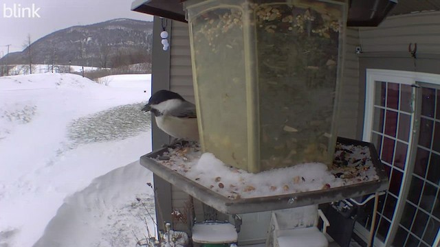 Black-capped Chickadee - ML516488481