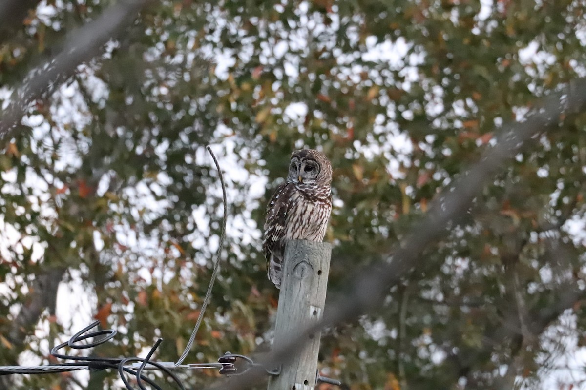 Barred Owl - ML516489051