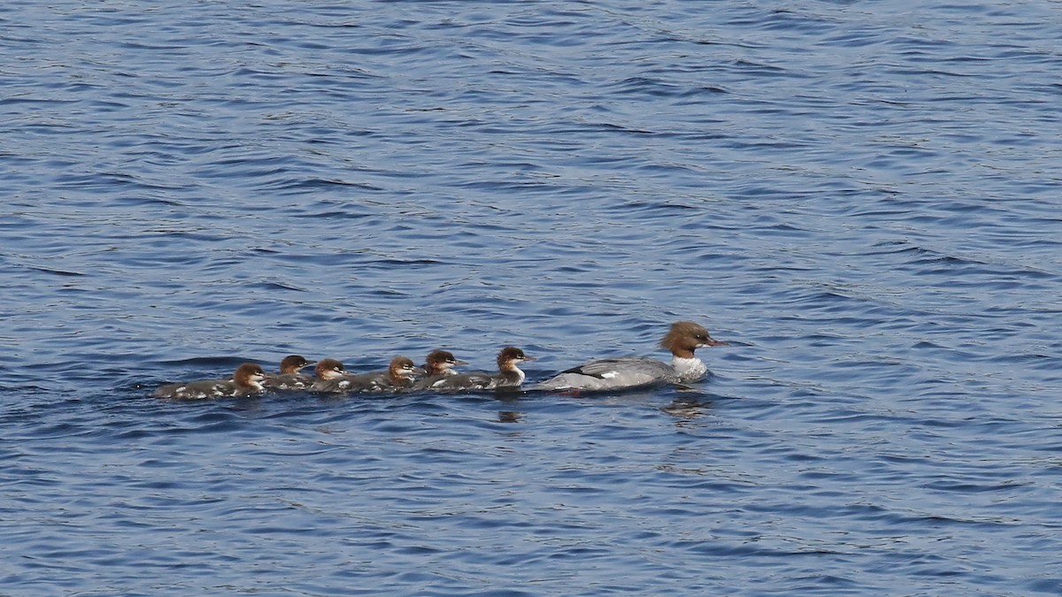 Common Merganser - ML516490251