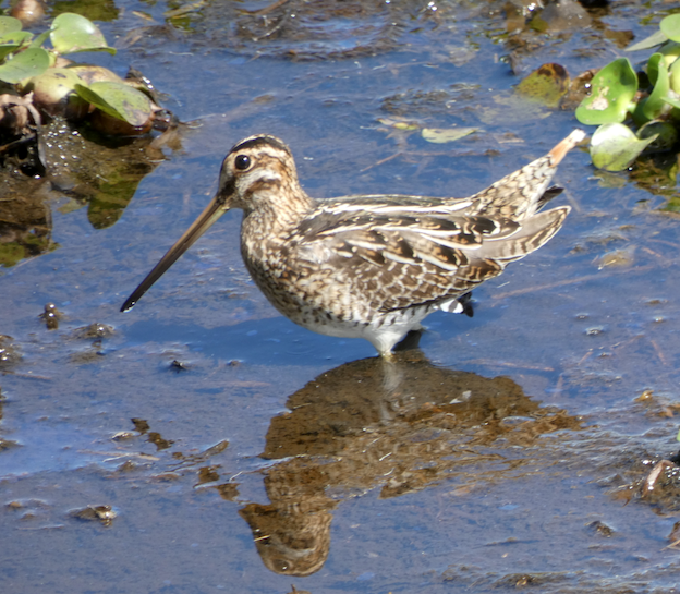 Wilson's Snipe - ML516491981