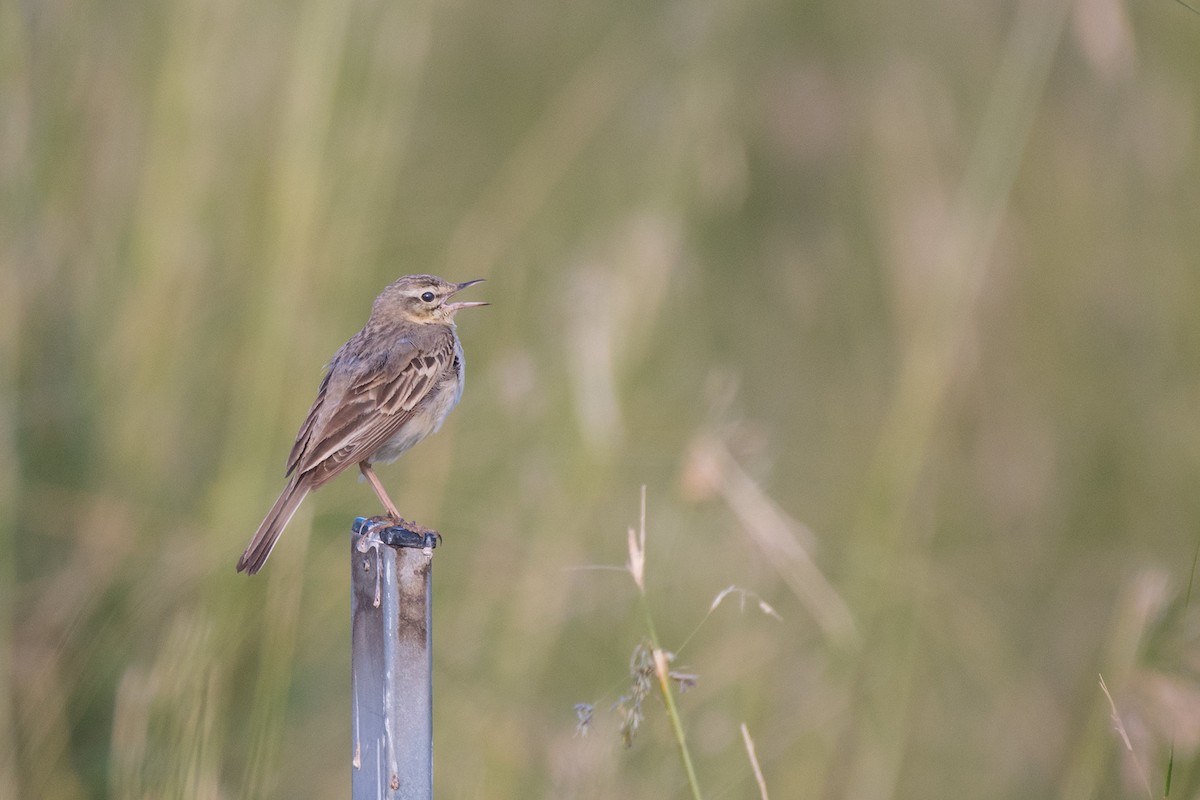 Tawny Pipit - ML516492031
