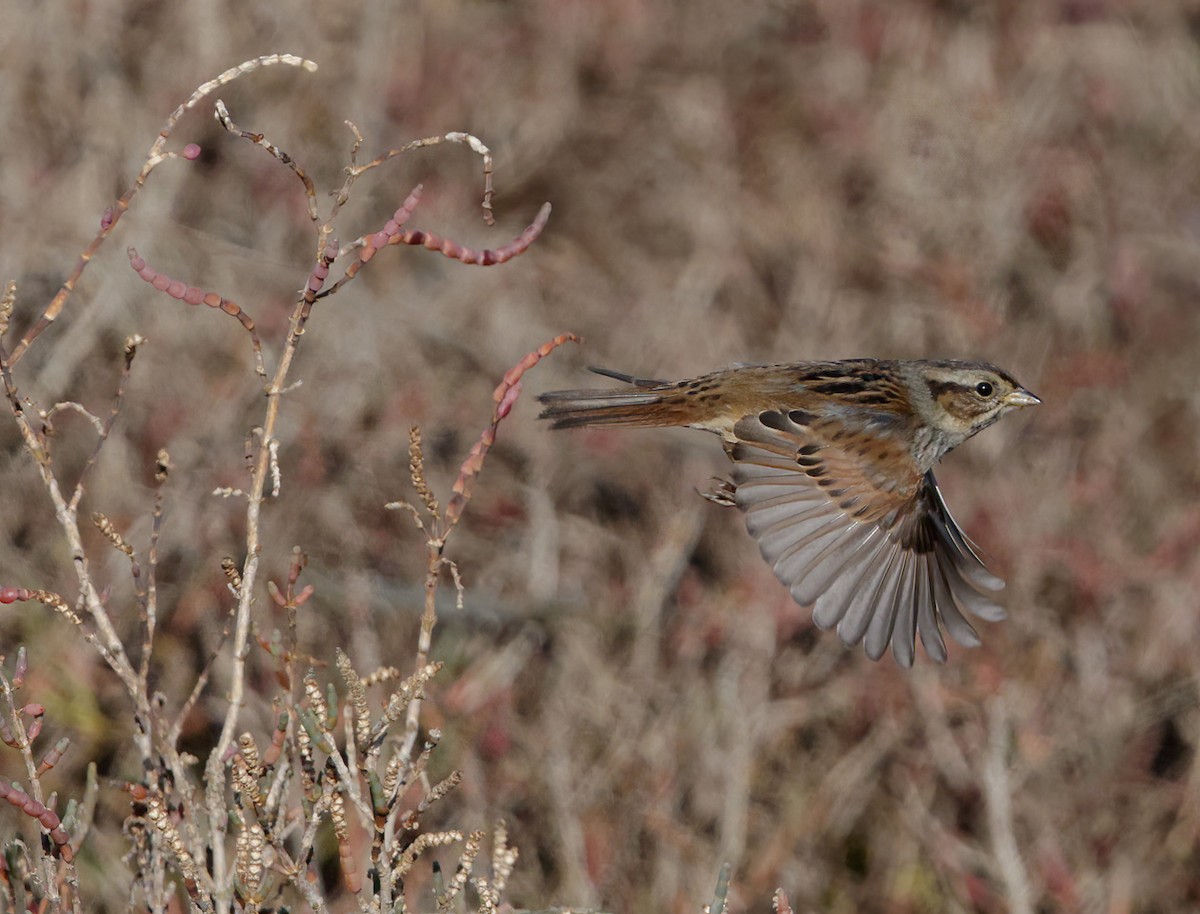 Swamp Sparrow - ML516492151