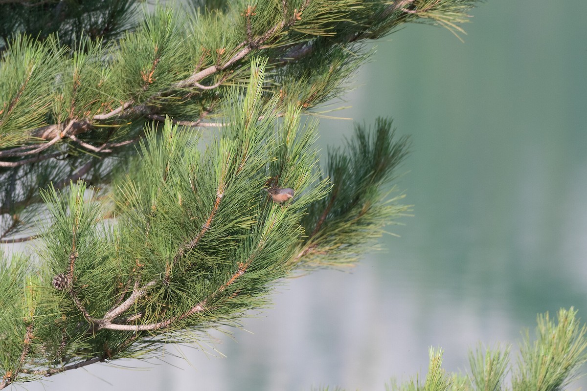 Moltoni's Warbler - ML516492321