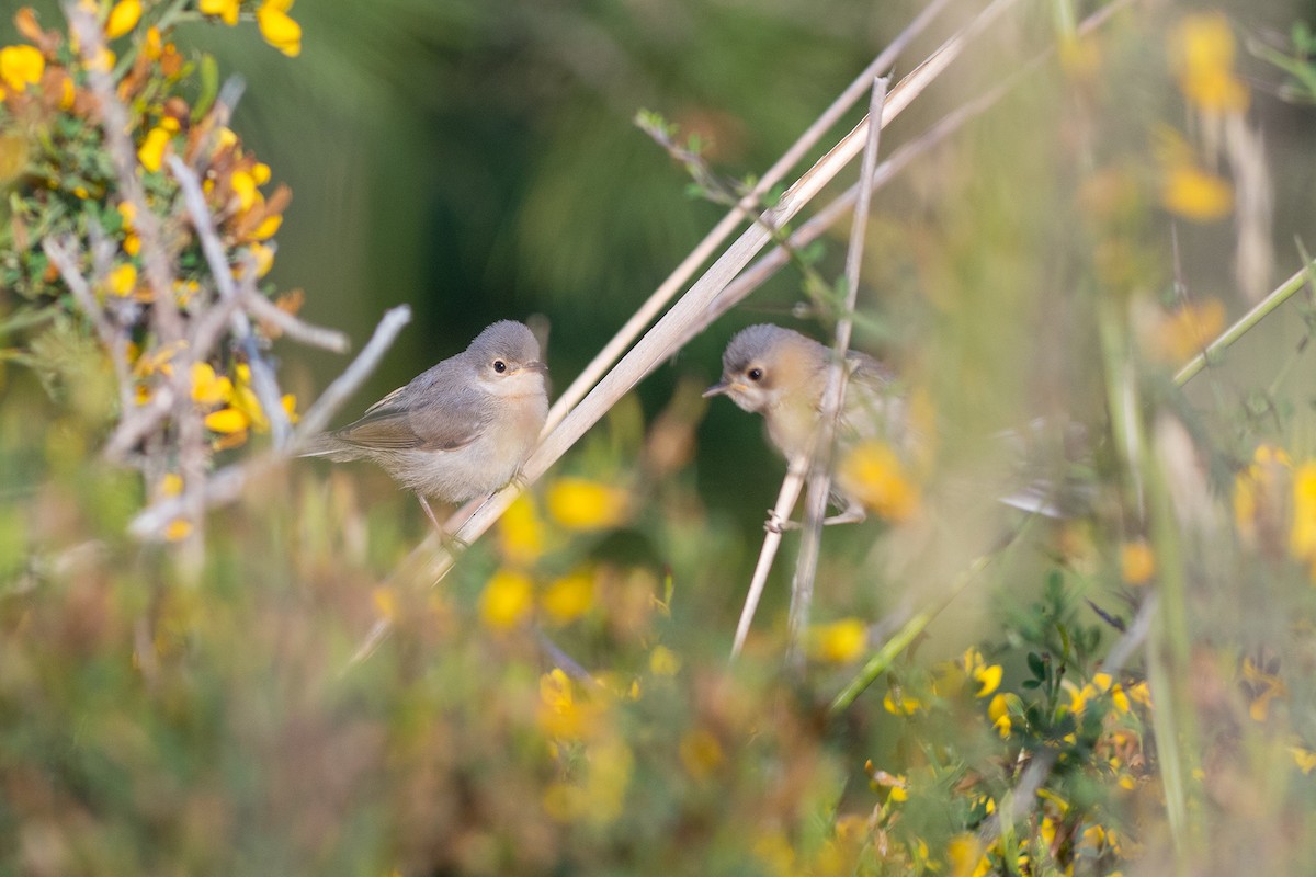 Moltoni's Warbler - ML516492341