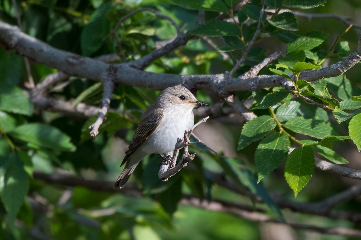 Spotted Flycatcher (Mediterranean) - ML516492791
