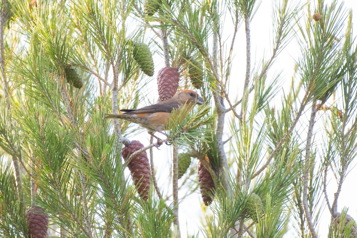 Red Crossbill (Balearic) - ML516492851