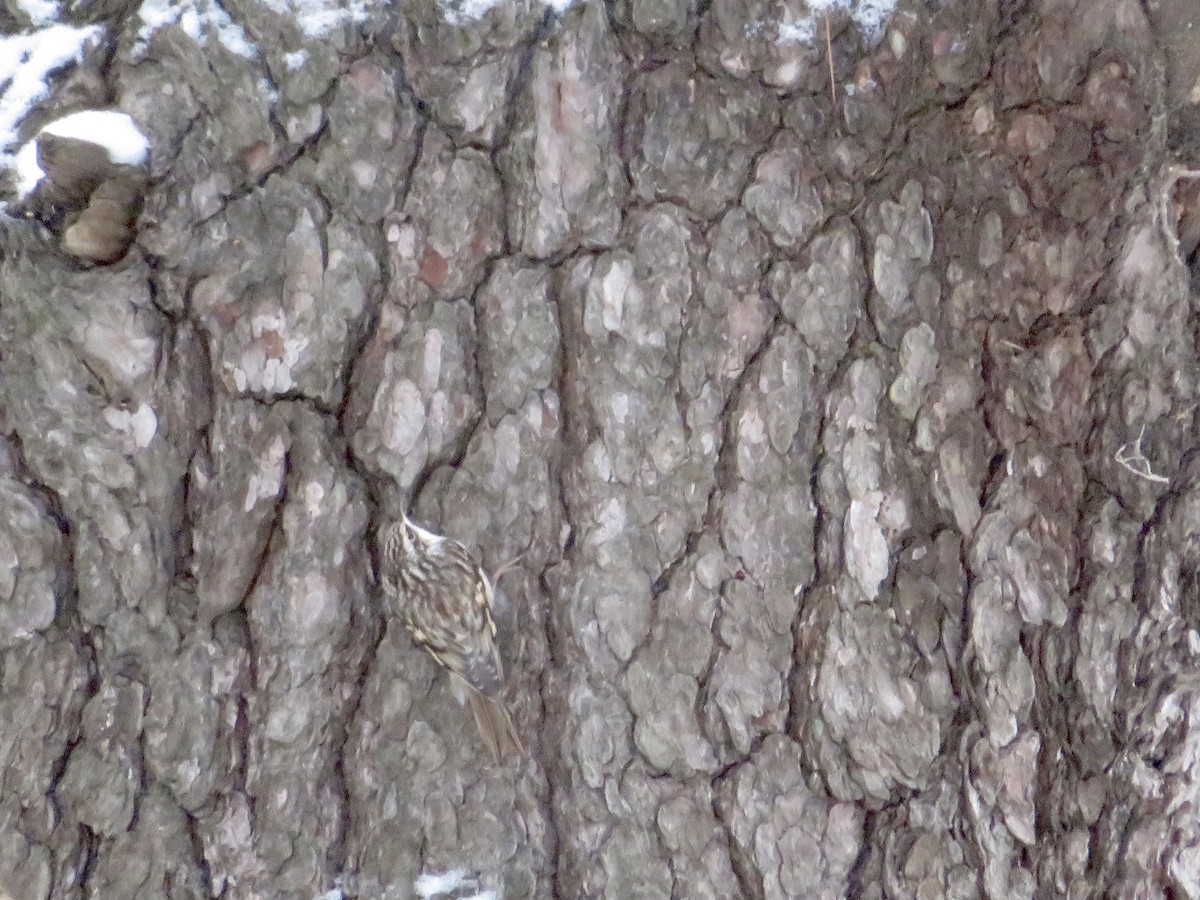 Brown Creeper - ML516492871