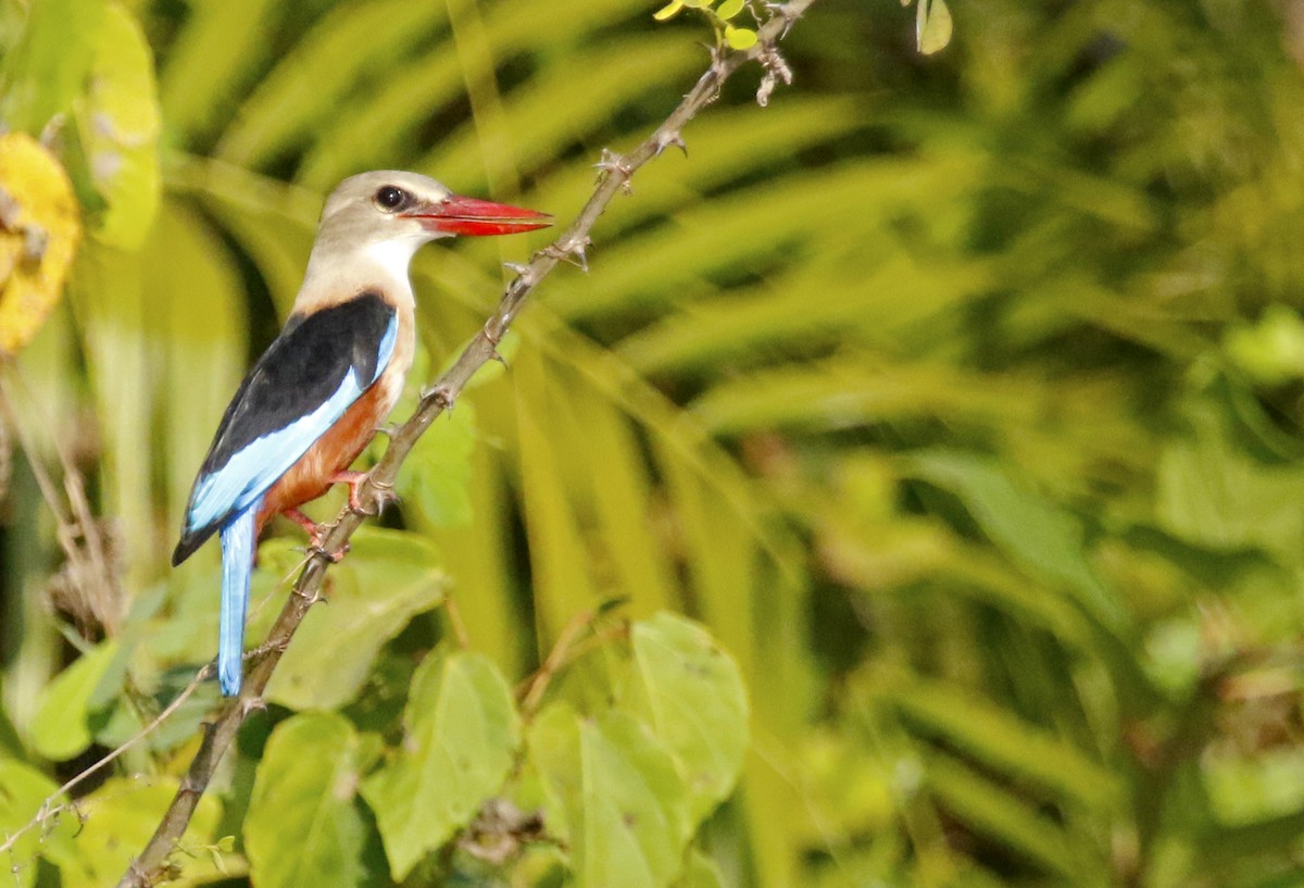 Gray-headed Kingfisher - ML516493101