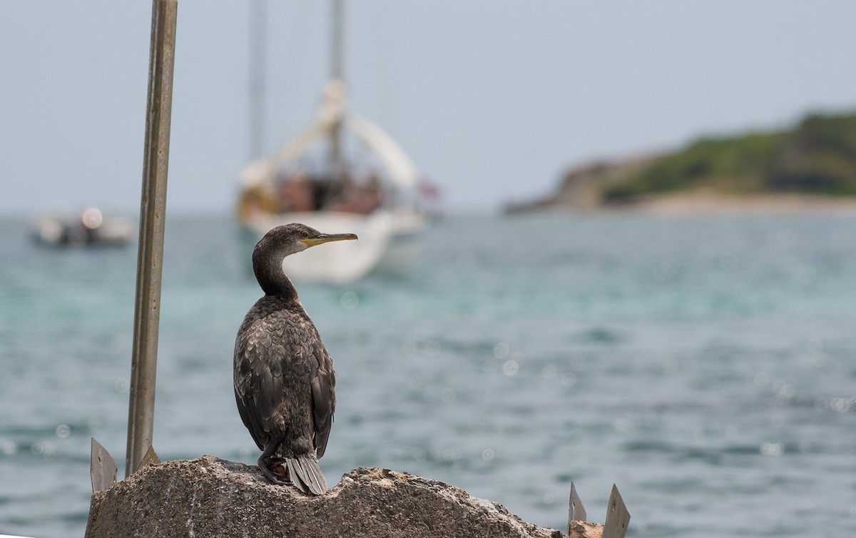 European Shag - ML516493691