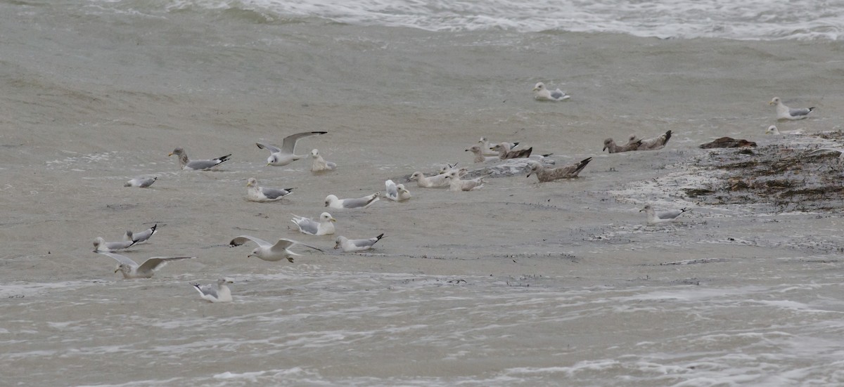 Black-legged Kittiwake - ML516497211