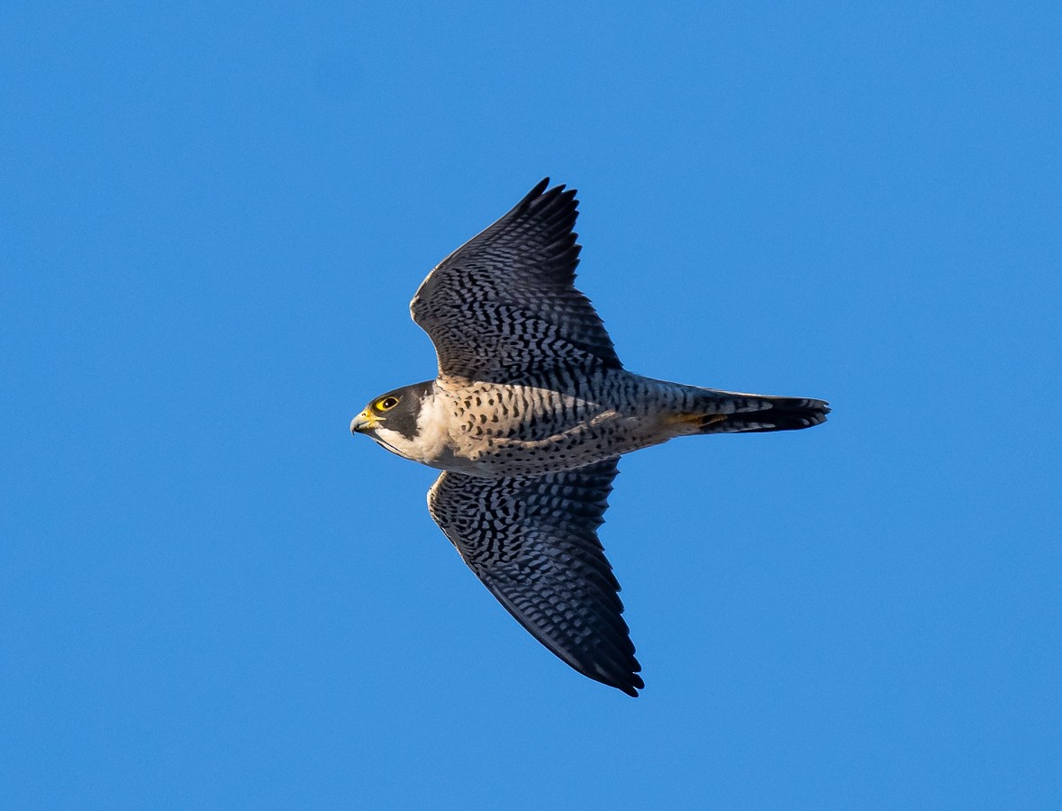 Peregrine Falcon - ML516497331