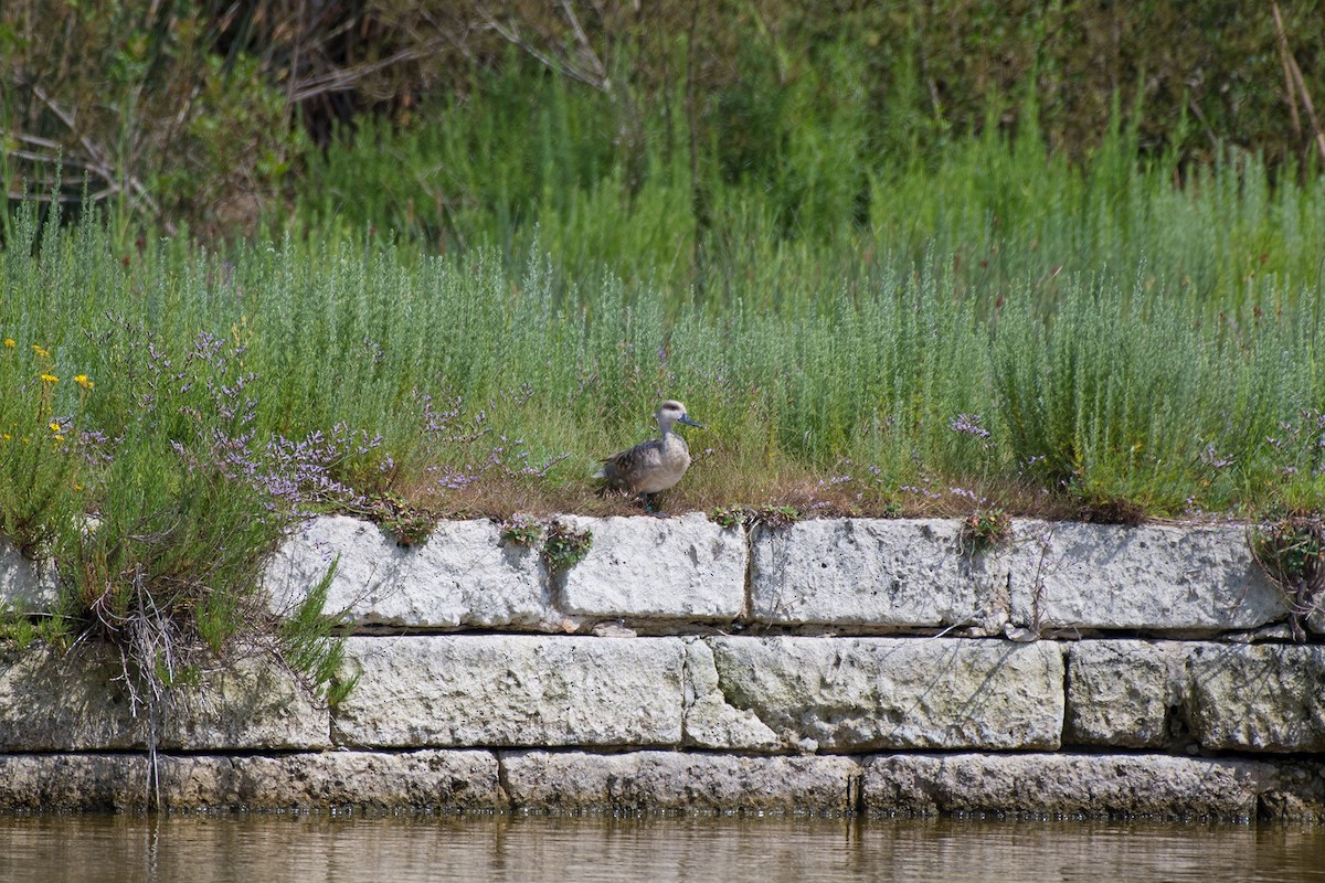 Marbled Duck - ML516497421