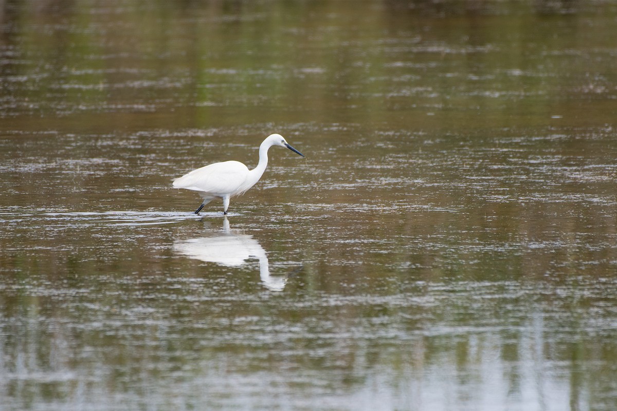 Little Egret - ML516497431