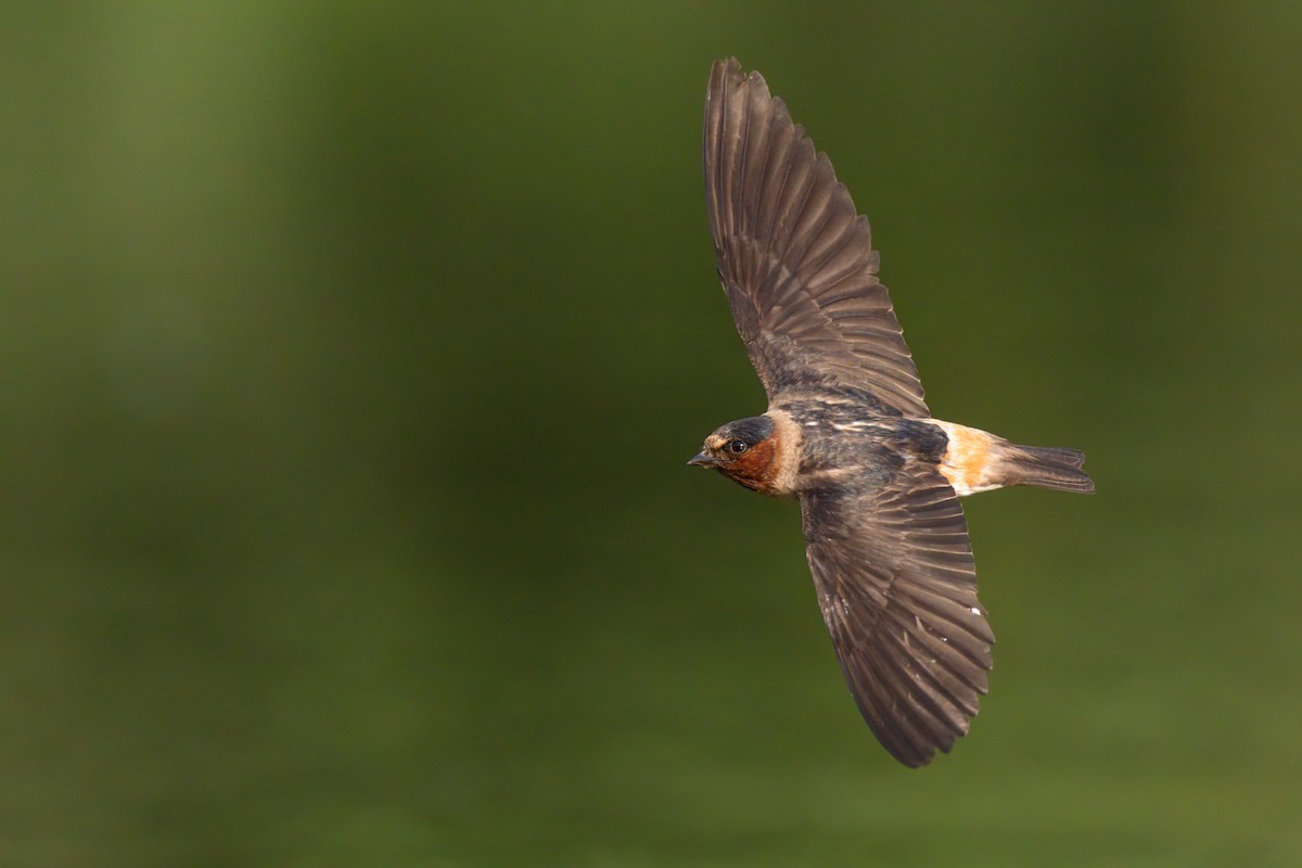 Cliff Swallow - ML516497911