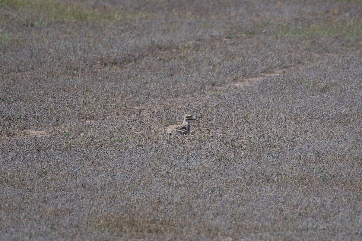 Eurasian Thick-knee - ML516498831