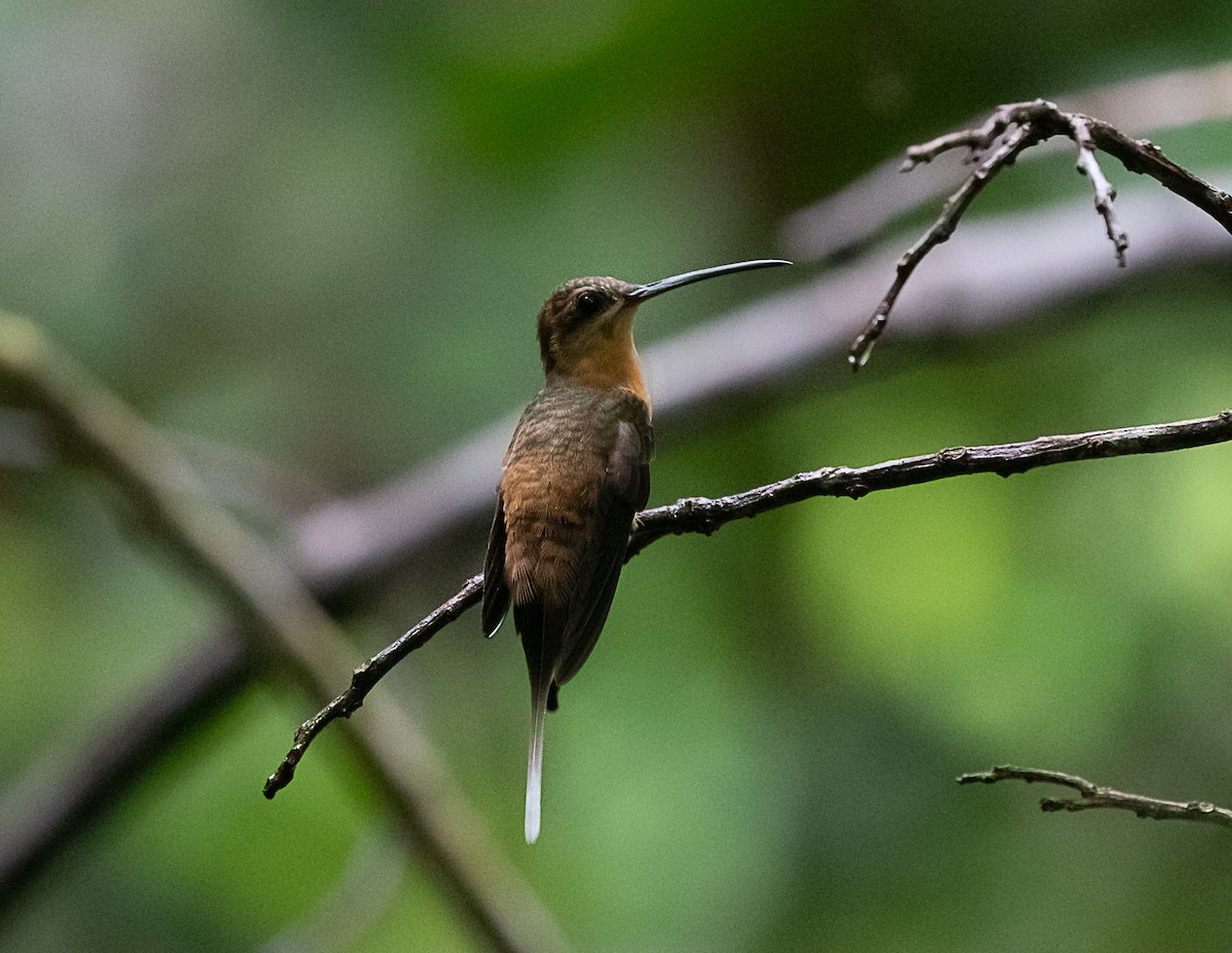 Needle-billed Hermit - Silvia Faustino Linhares