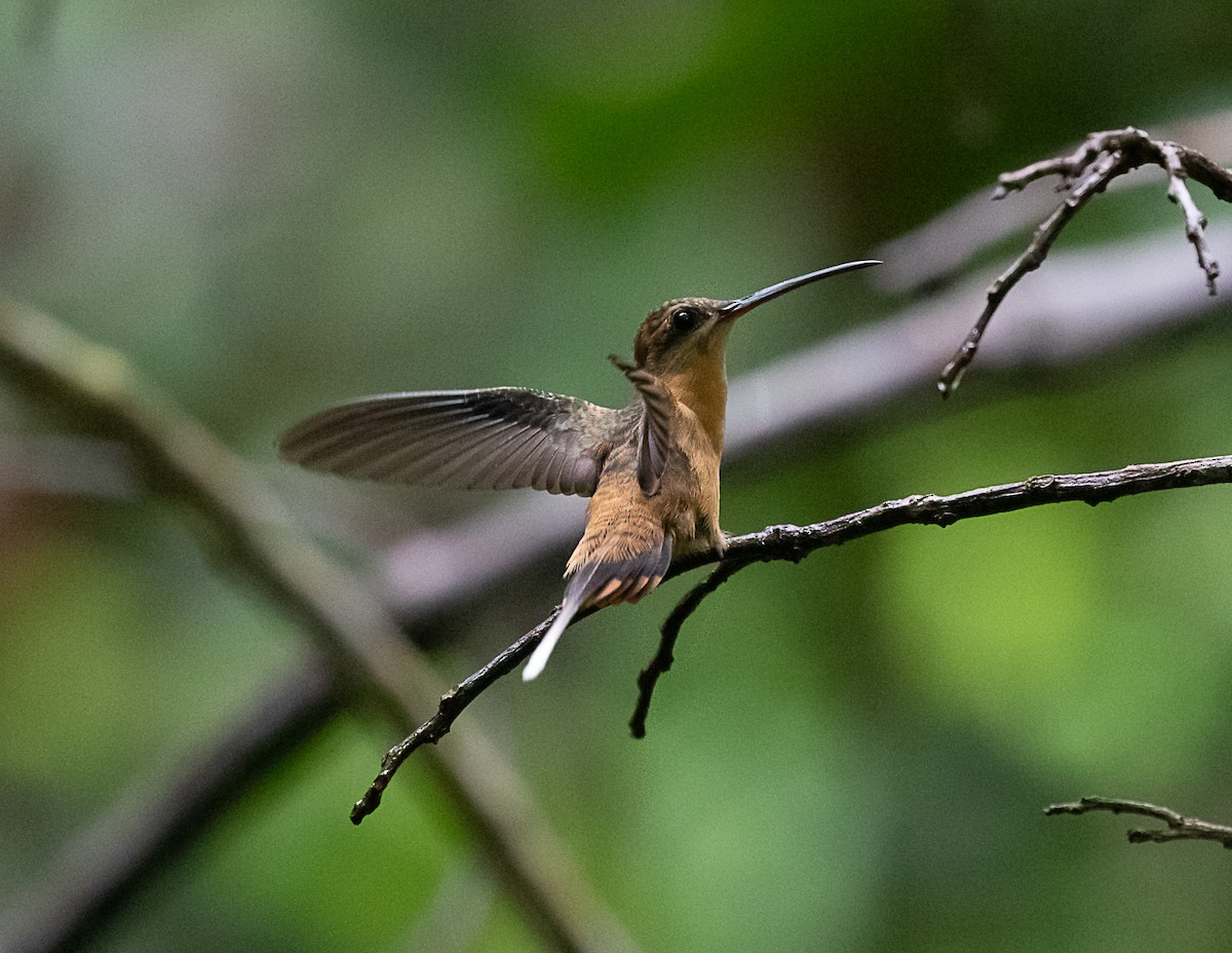 Needle-billed Hermit - ML516498891