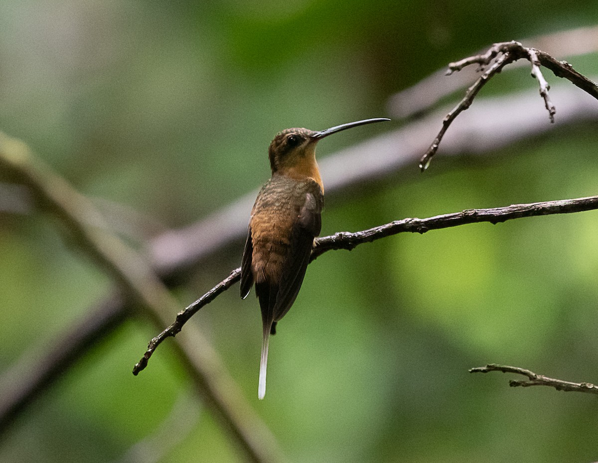 Needle-billed Hermit - Silvia Faustino Linhares