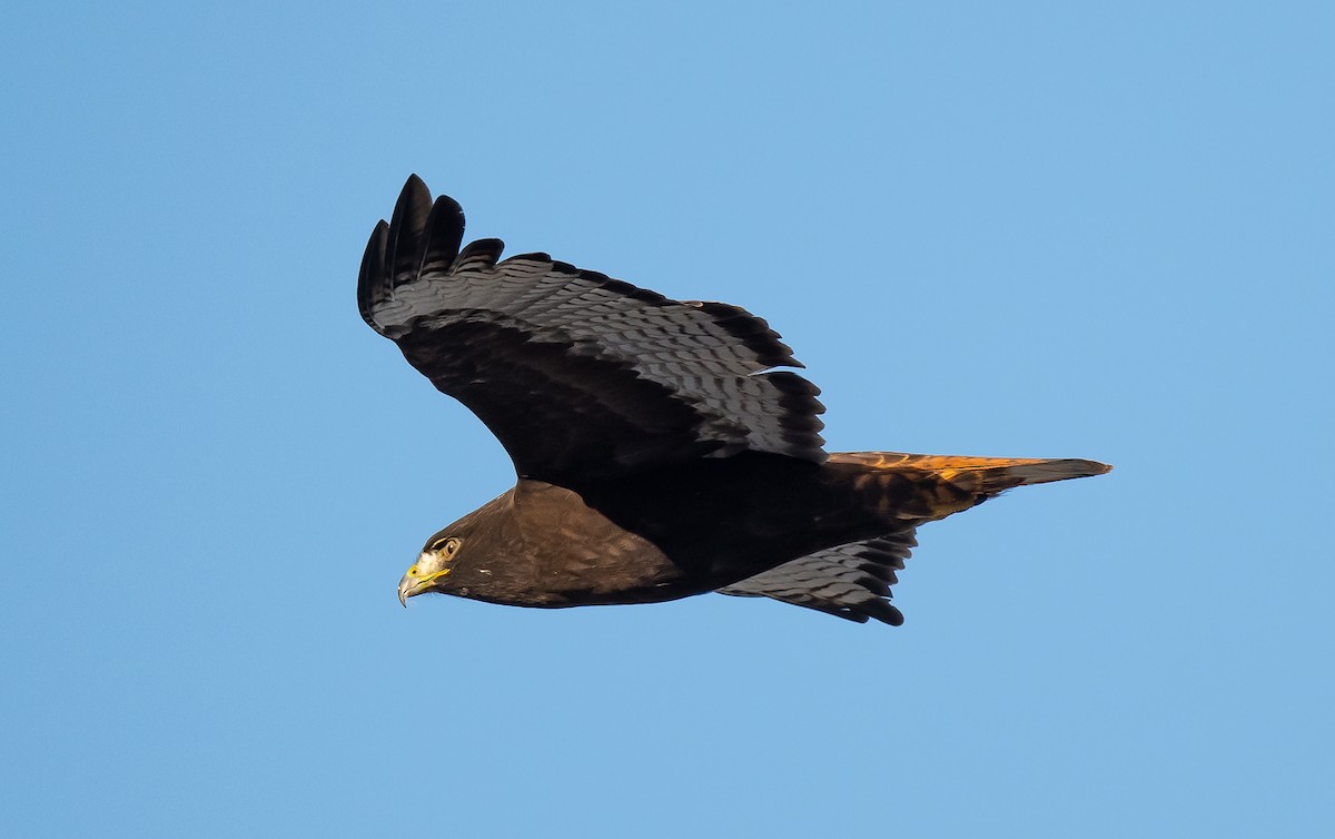 Red-tailed Hawk (calurus/alascensis) - ML516499741