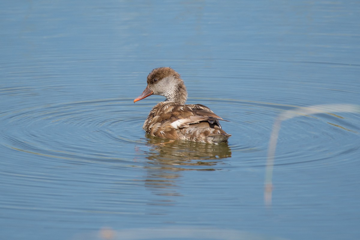 Red-crested Pochard - ML516499791