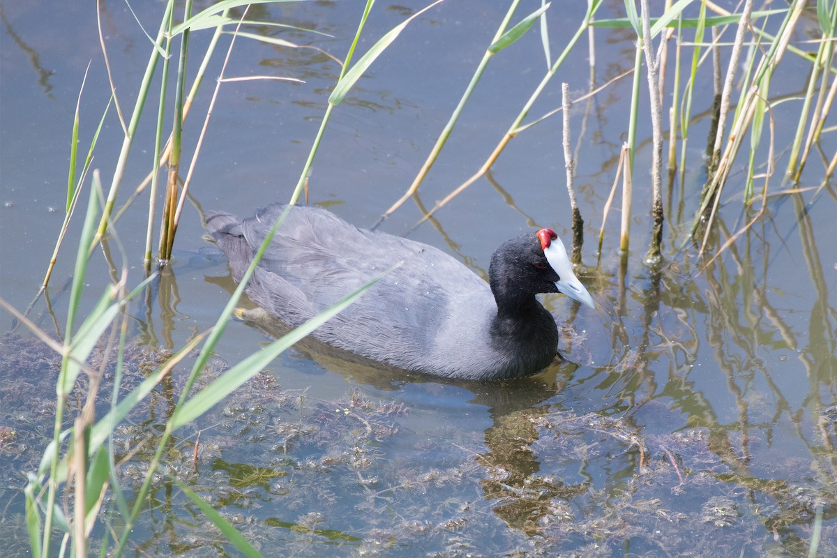 Red-knobbed Coot - ML516499801