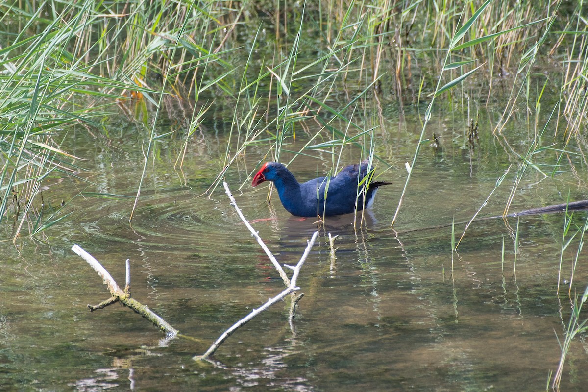 Western Swamphen - ML516499821