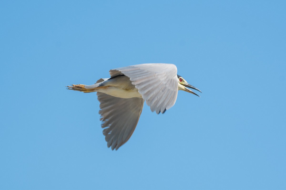 Black-crowned Night Heron - ML516499901