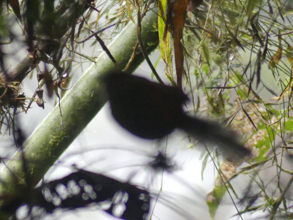 Streak-headed Antbird - Laura Blutstein