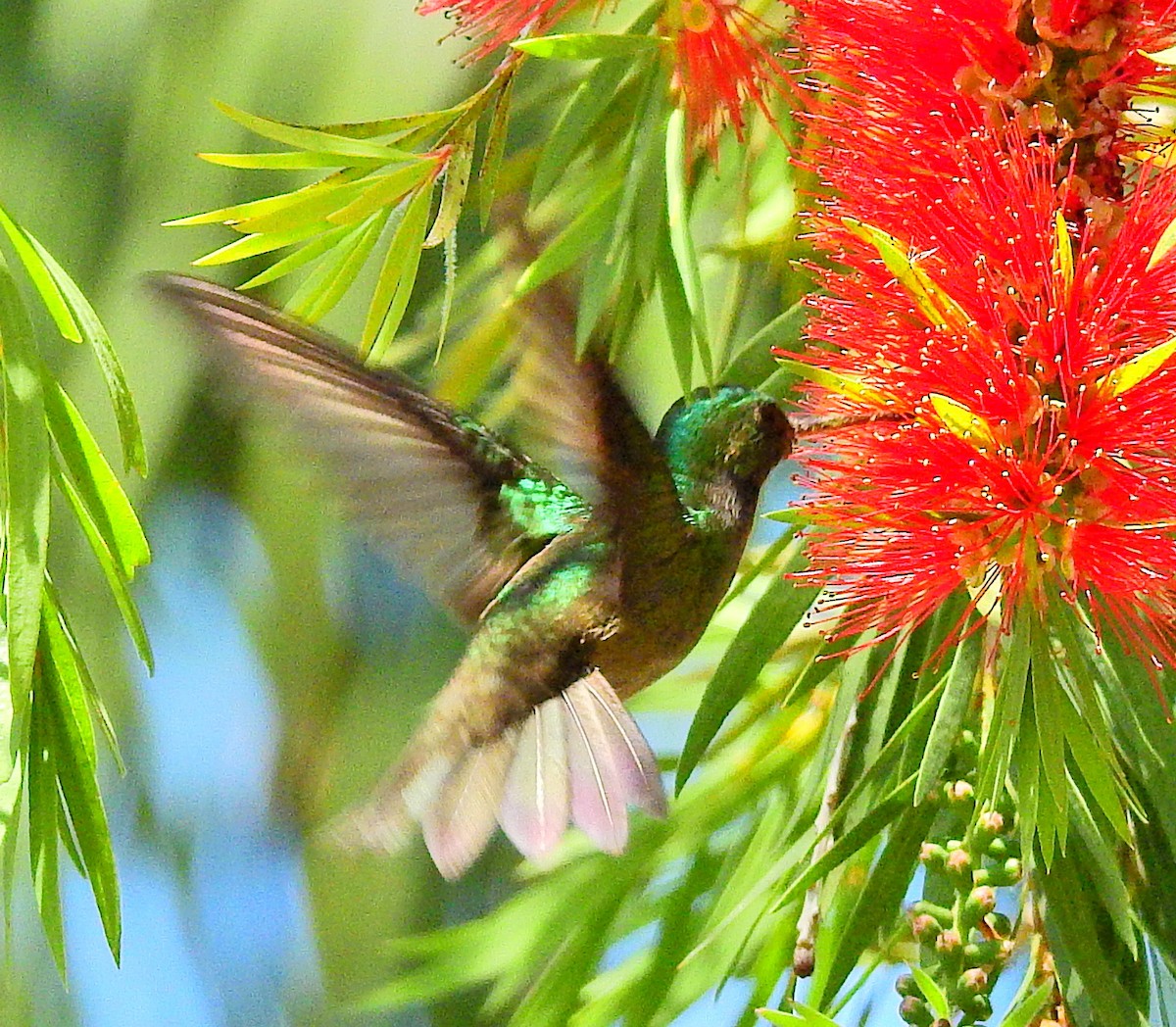 Charming Hummingbird - James Bozeman