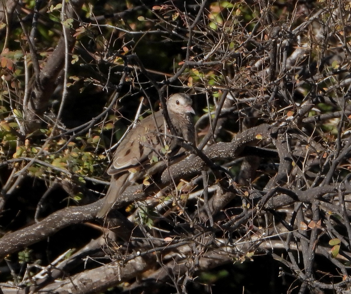 Common Ground Dove - ML516500731