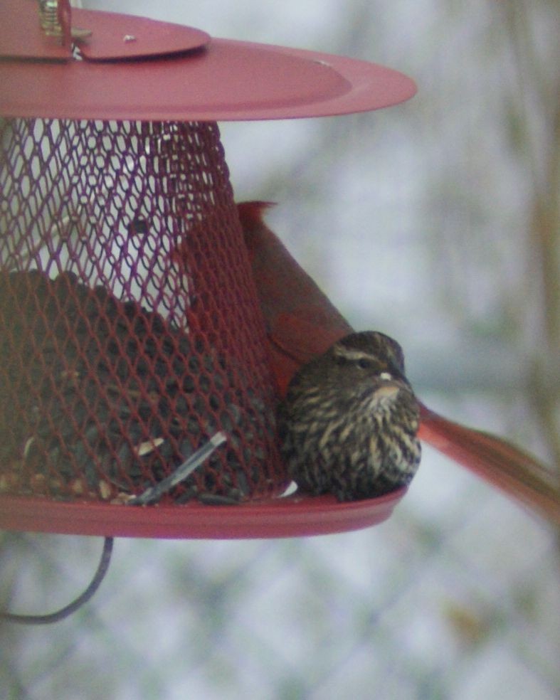 Red-winged Blackbird - ML516501071