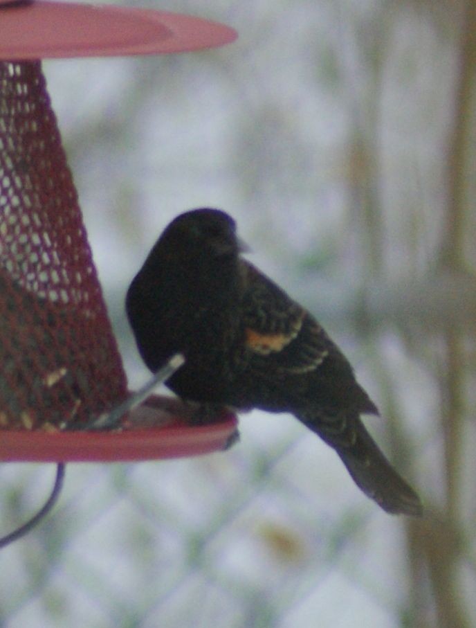 Red-winged Blackbird - ML516501081