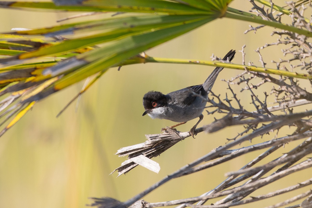 Sardinian Warbler - ML516501851