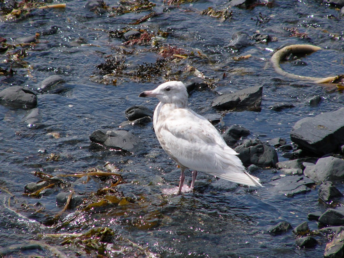 Ipar-kaioa - ML516502821