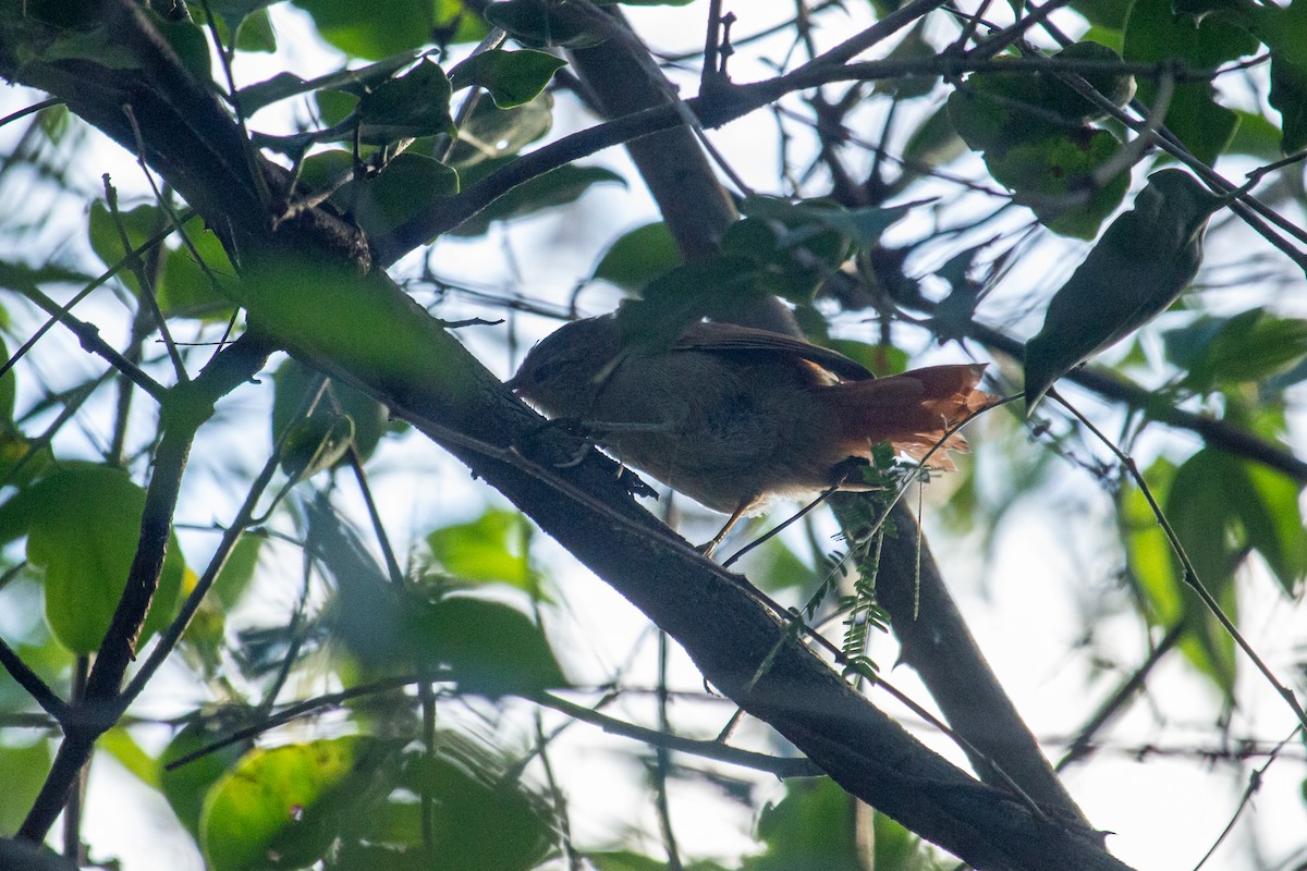 Crested Spinetail - ML516502921