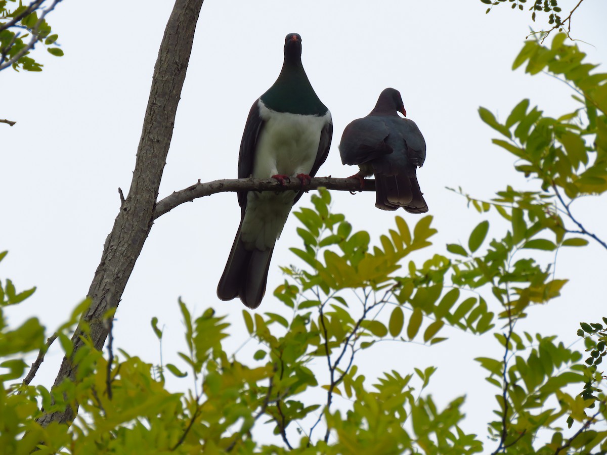 New Zealand Pigeon - ML516503601