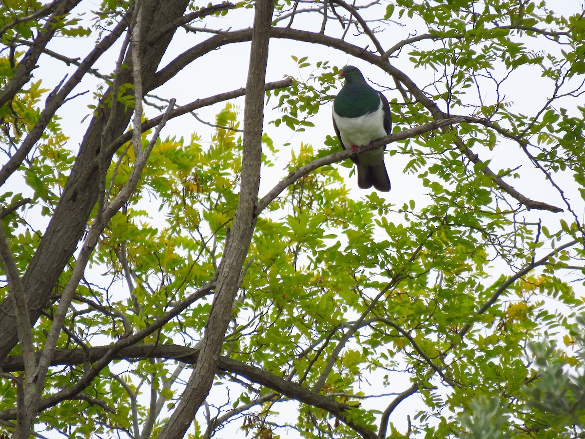 New Zealand Pigeon - ML516503631