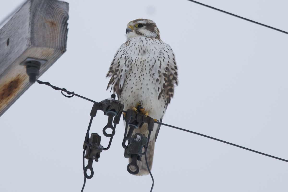 Prairie Falcon - Elliott Ress