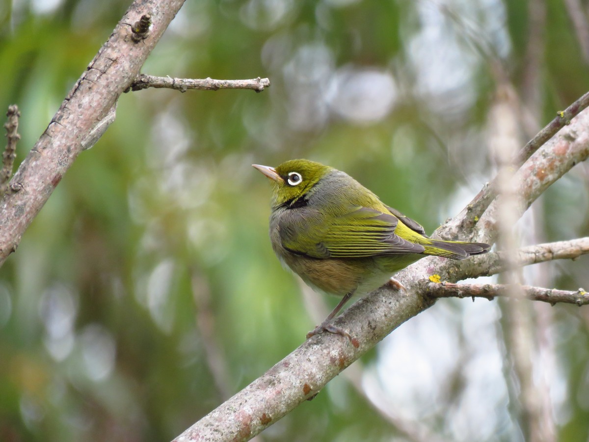 Silvereye - ML516503691