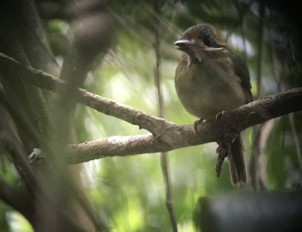 Zwergmotmot - ML51650391