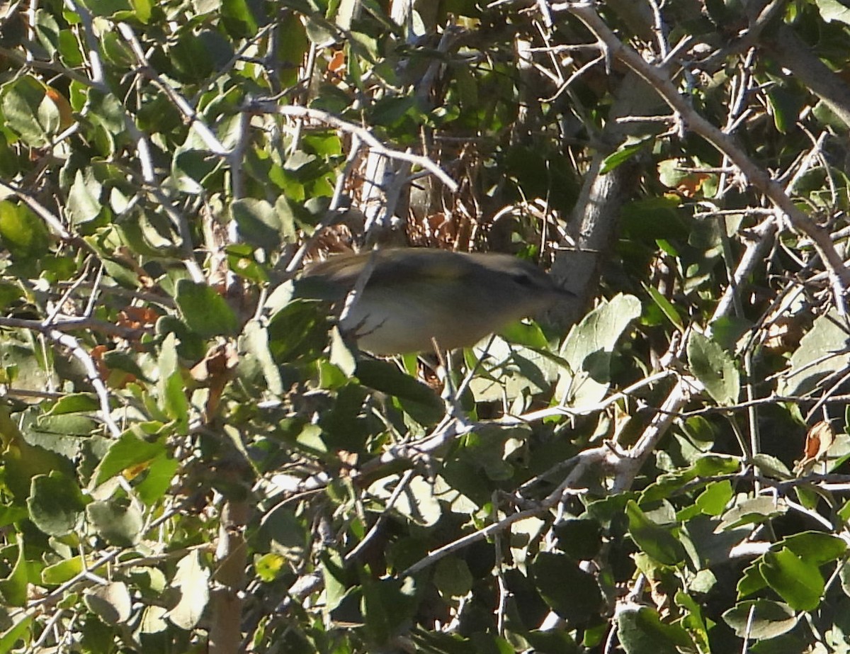 Bell's Vireo - Mary Tannehill