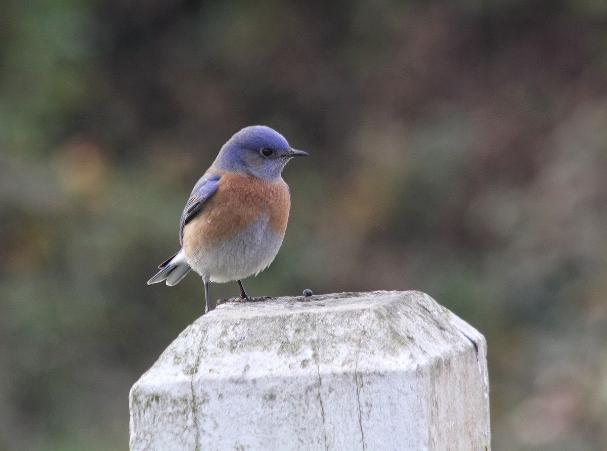 Western Bluebird - ML516504461