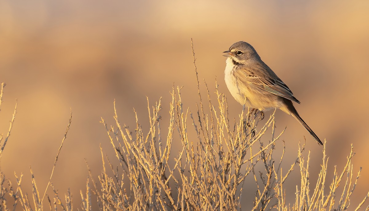 Bell's Sparrow (canescens) - Connor Cochrane