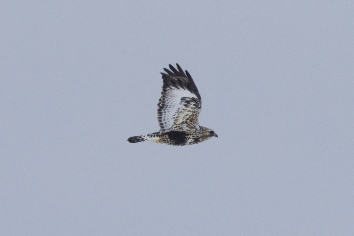 Rough-legged Hawk - ML516505381