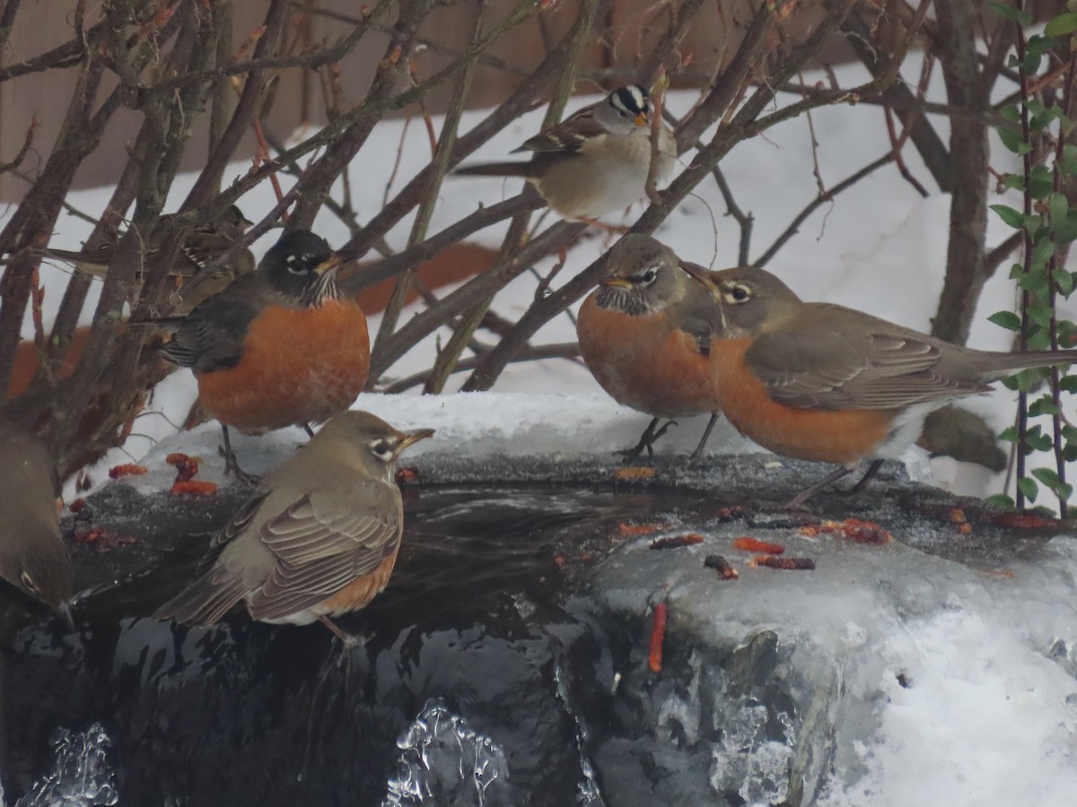 American Robin - ML516505701