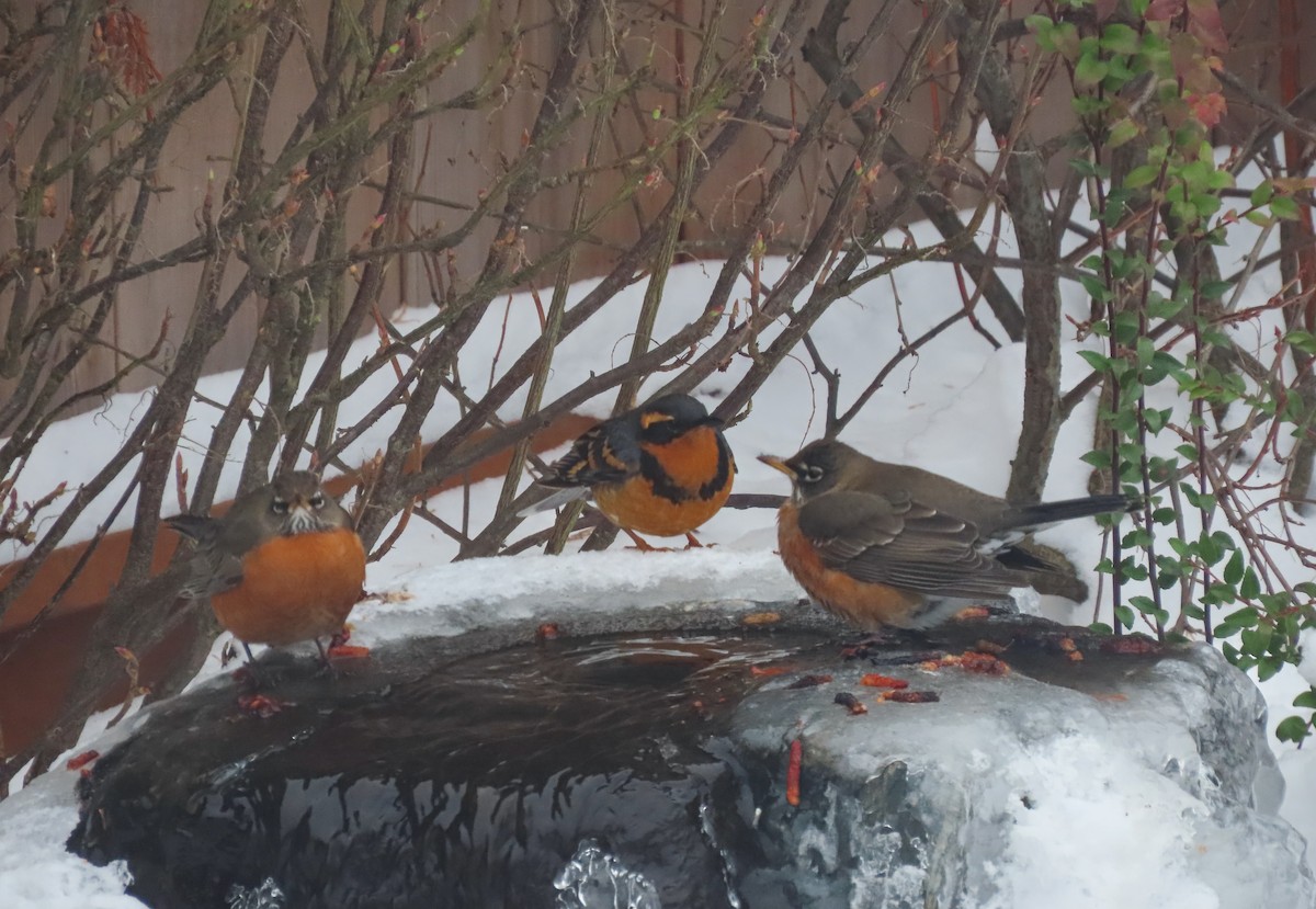 Varied Thrush - ML516505861