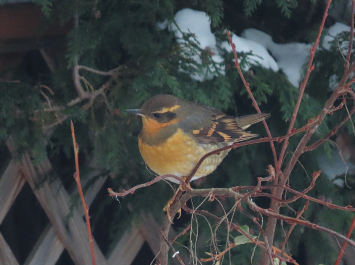 Varied Thrush - ML516505921