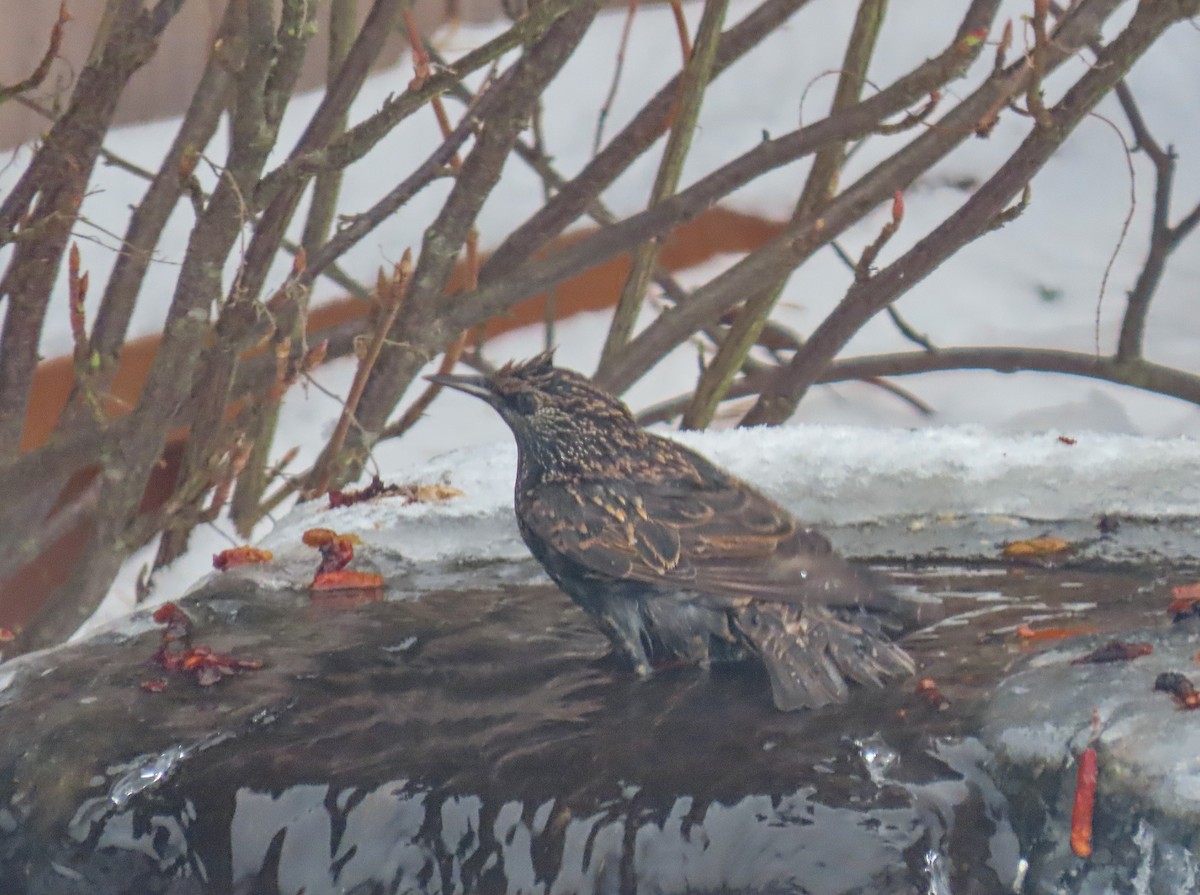 European Starling - ML516506021