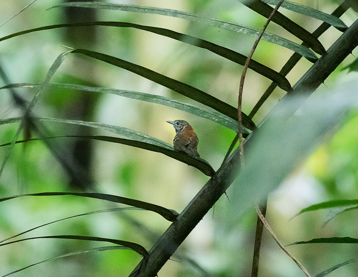 Rufous-backed Stipplethroat (Rufous-backed) - ML516507611